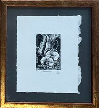 Load image into Gallery viewer, BRENDER A BRANDIS: Phalaenopsis

