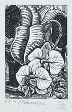 Load image into Gallery viewer, BRENDER A BRANDIS: Phalaenopsis
