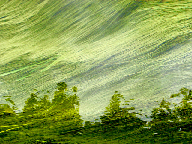 Algonquin Grasses