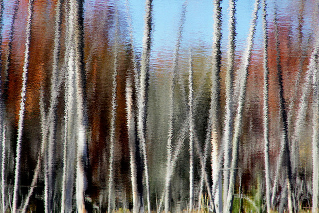 Birch Reflections