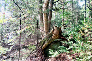Crown Stump