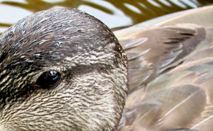 Duck Aware