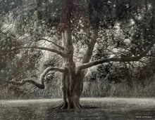 Load image into Gallery viewer, WATTS: Tree
