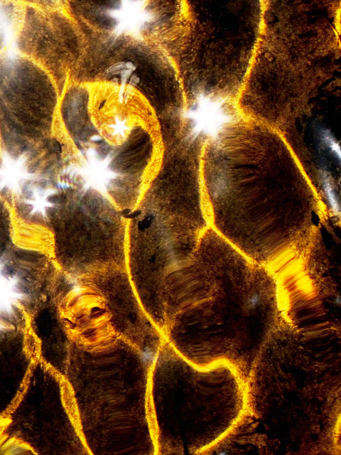 Light Synapse