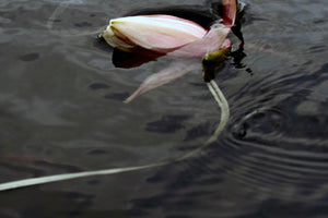 Lily Bud