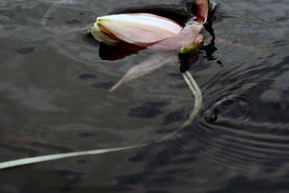 Lily Bud