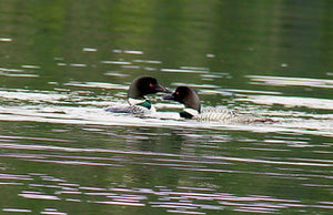 Loons