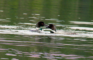 Loons