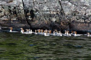 Mergansers