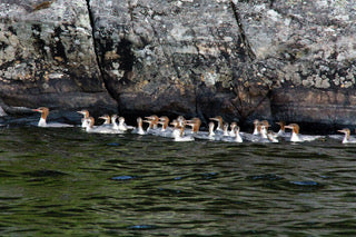 Mergansers