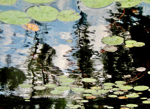 Monet's Garden