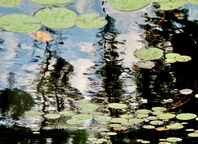 Monet's Garden