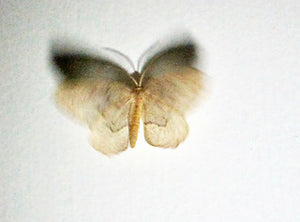 Moth