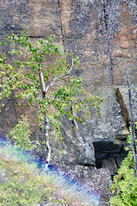 Rainbow Birch