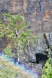 Rainbow Birch