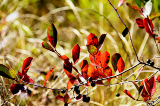 Red Leaves