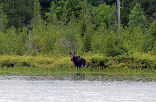 Rock Lake Moose