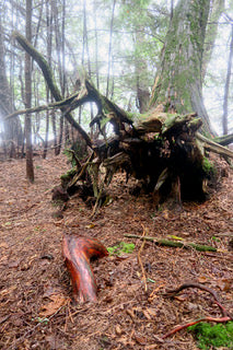 Rock Lake Roots