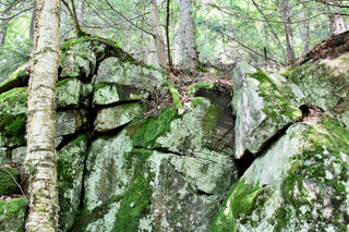 Rock Green & Birches