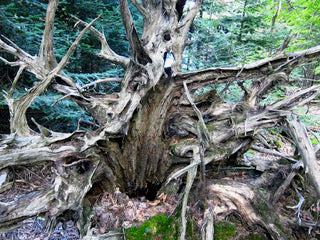 Root Conscious