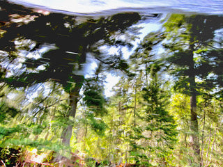 Tree Swirl