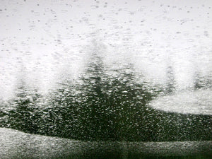 Rain Tree