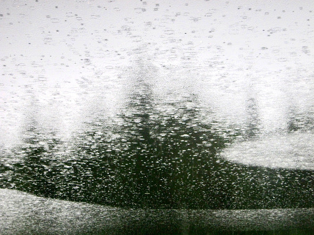 Rain Tree