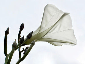 Glory White Bloom